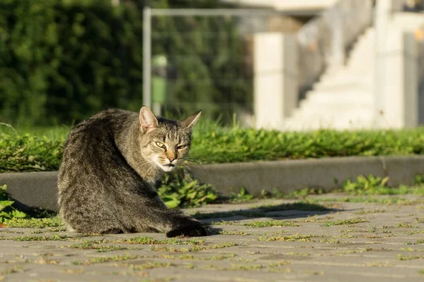 공원에 고양이 — 스톡 사진