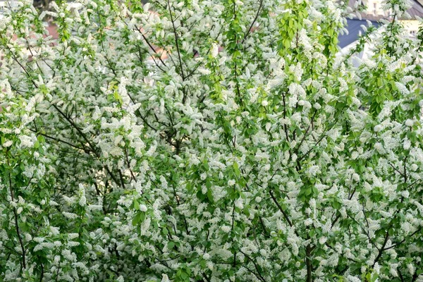 Arbre Fleurs Printanières Arbre Fleurs Slovaquie — Photo