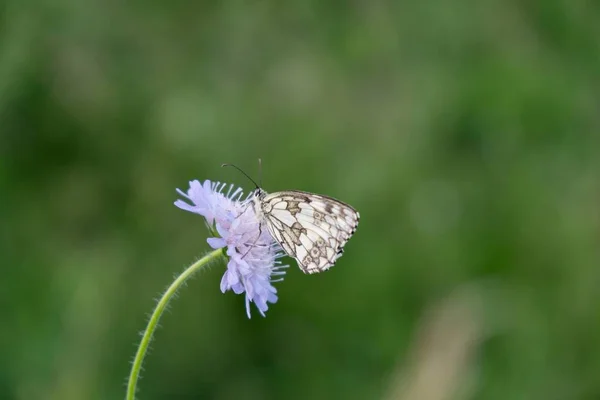 Pillangó Virágon Közelkép — Stock Fotó