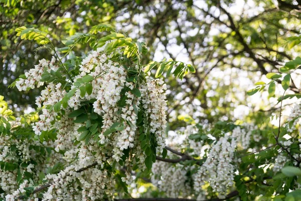 春に花を咲かせます 撃たれた — ストック写真