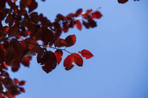 Красные Листья Дереве Словакия — стоковое фото