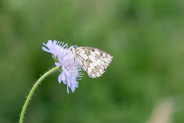 Papillon Sur Fleur Gros Plan — Photo