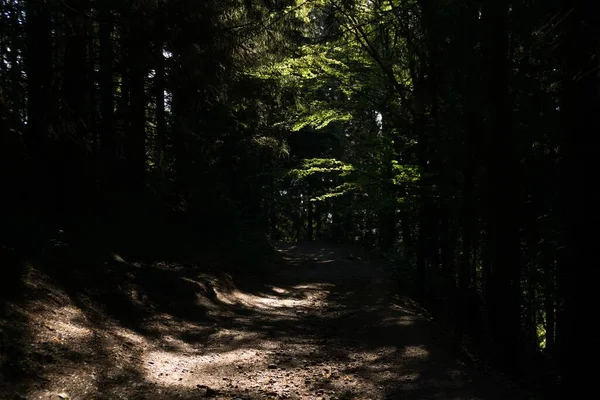 Bosque Otoño Con Árboles Camino Eslovaquia — Foto de Stock