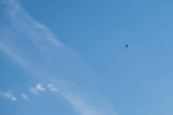 Fågel Flyger Blå Himmel Med Moln — Stockfoto