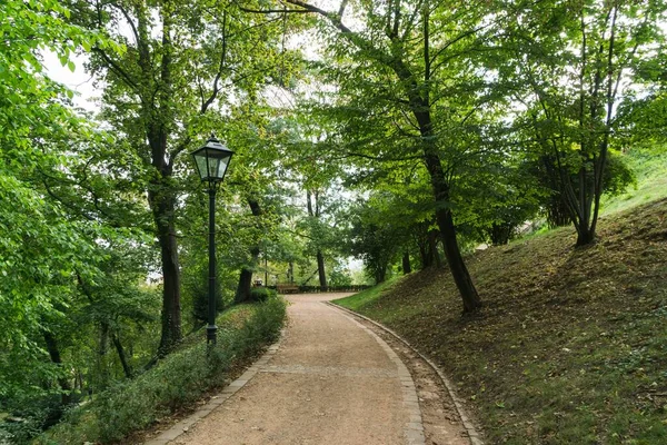 Trees and paths in forest. Slovakia