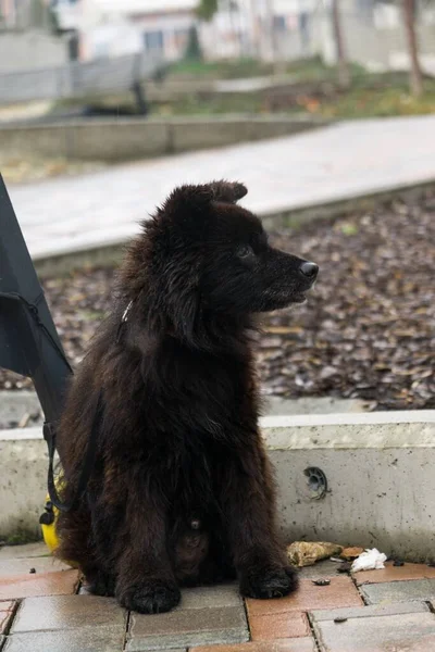 公園の可愛い黒い子犬の屋外 — ストック写真