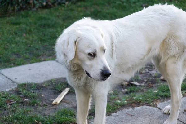 Carino Labrador All Aperto Nel Parco — Foto Stock