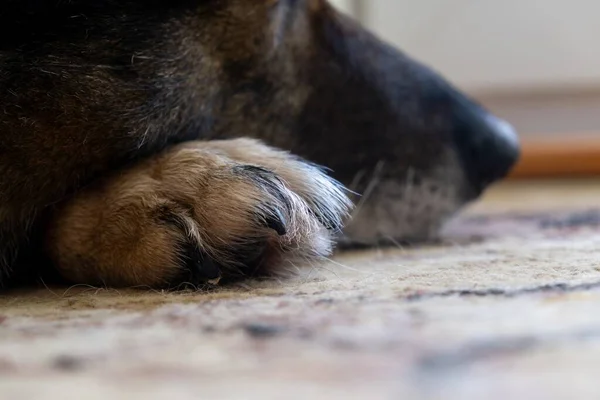 Patas Cão Pastor Alemão Fechar Tiro — Fotografia de Stock