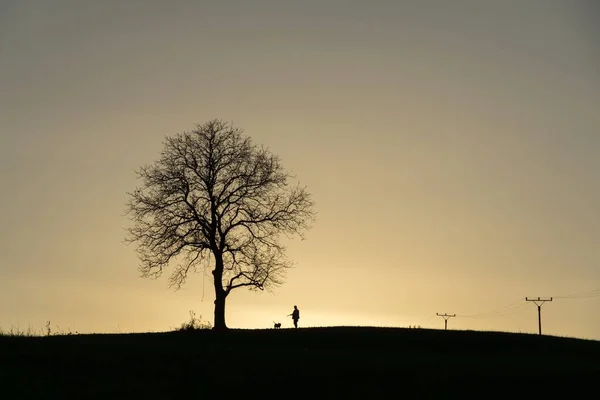 Покинуте Дерево Лузі Під Час Заходу Сонця Людиною Собакою Словаччині — стокове фото