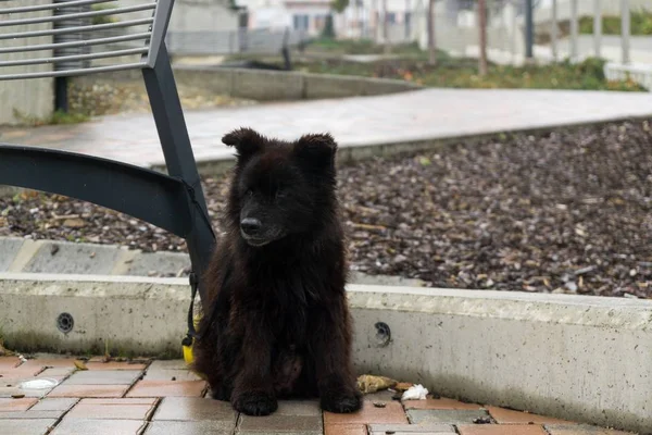 Süße Schwarze Welpen Freien Park — Stockfoto