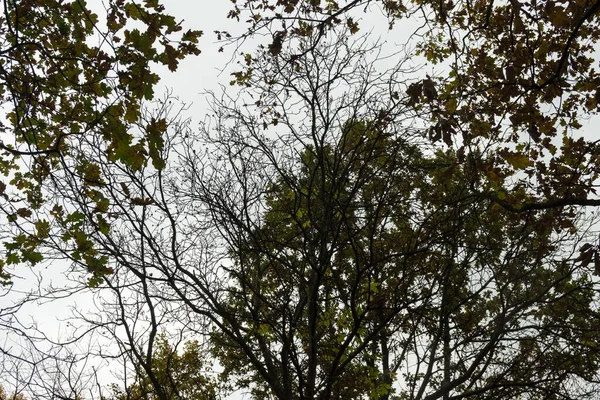 Herbstblätter Wald Hintergrund — Stockfoto