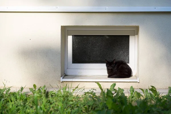 Animal Gato Jardín Países Bajos — Foto de Stock