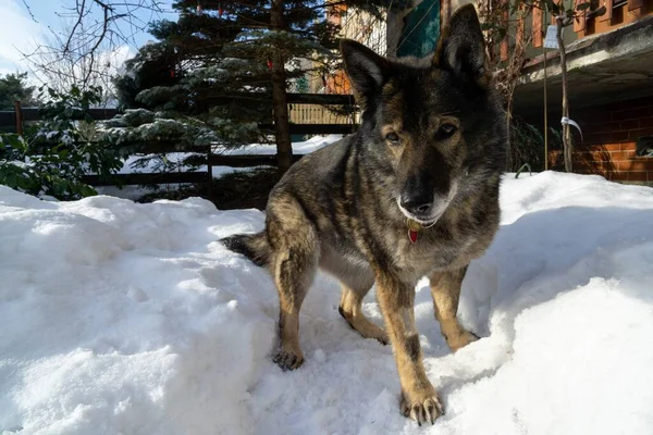 Χειμερινό Τοπίο Σκυλί Στο Χιόνι — Φωτογραφία Αρχείου