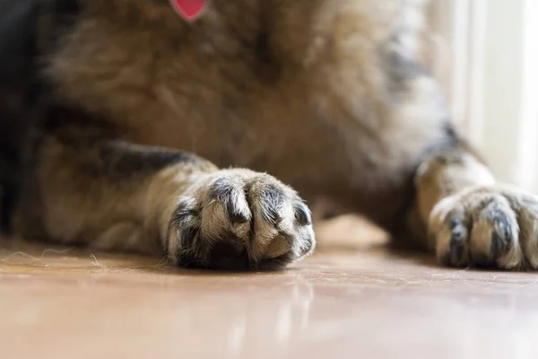 Alman Çoban Köpeğinin Pençeleri Yakın Çekim — Stok fotoğraf