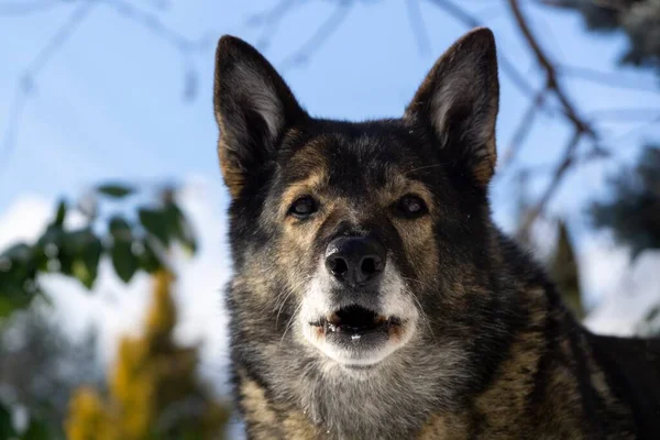 Winterlandschap Met Hond Sneeuw — Stockfoto