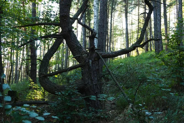 슬로바키아 나무들 — 스톡 사진