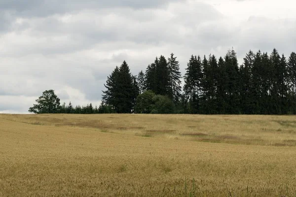 stock image beautiful Field at sunset in Slovakia