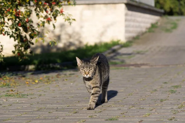 Gatinho Cinza Livre Parque — Fotografia de Stock