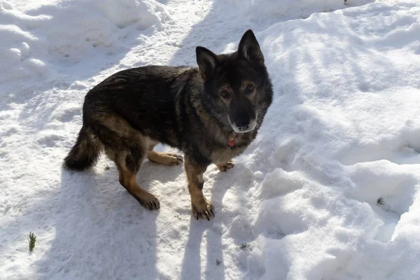 Winterlandschap Met Hond Sneeuw — Stockfoto