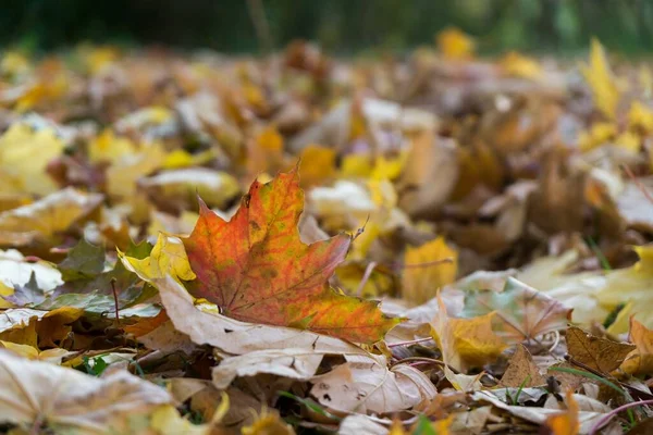 Ahornblätter Hintergrund Nahaufnahme — Stockfoto