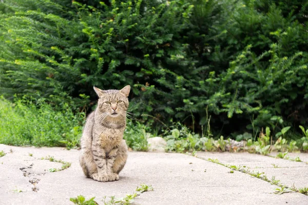 Bonito Gato Livre Parque — Fotografia de Stock