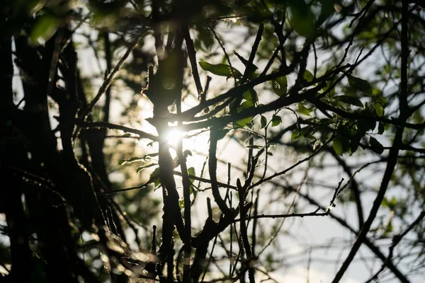 Arbres Sentiers Forêt Slovaquie — Photo