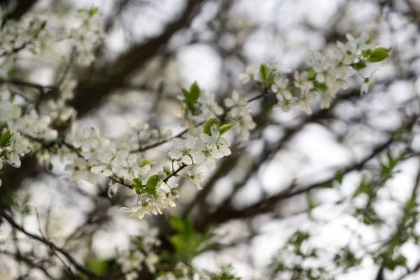 Árvore Primavera Com Flores Florescentes — Fotografia de Stock