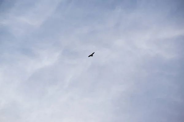 Літаючий Птах Хмарах Небі — стокове фото