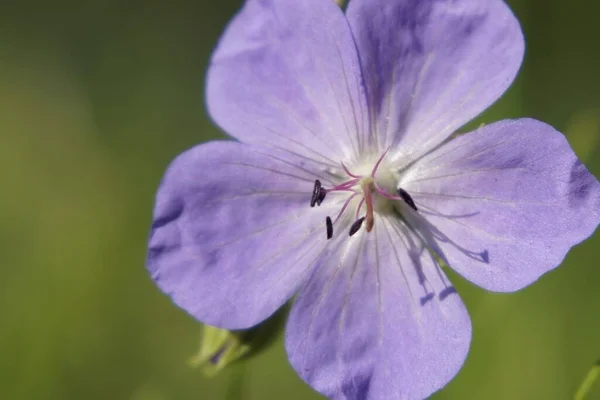 Krásný Fialový Květ Slovensku — Stock fotografie