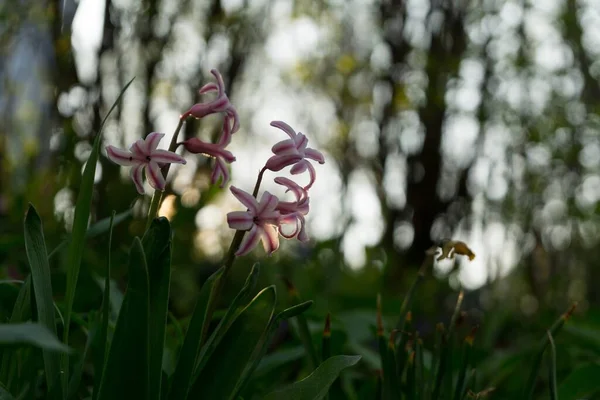 Belles Fleurs Plan Rapproché — Photo