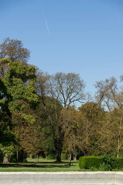 Groene Bomen Prachtig Park — Stockfoto