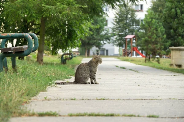 Mignon Chat Plein Air Dans Parc — Photo