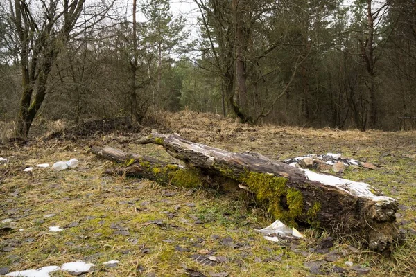 Trees Paths Forest Slovakia — Stock Photo, Image