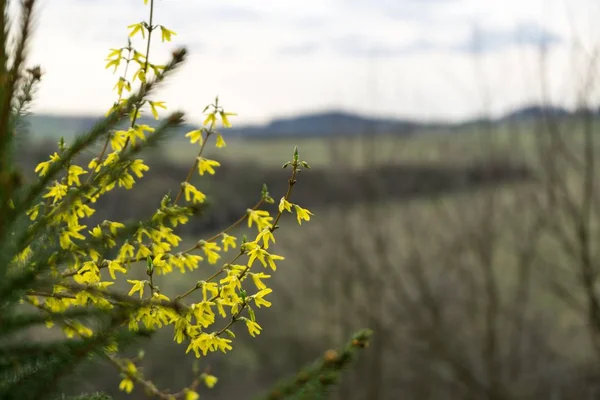 Floraison Printanière Des Arbres Forsythia Fleurs Slovaquie — Photo