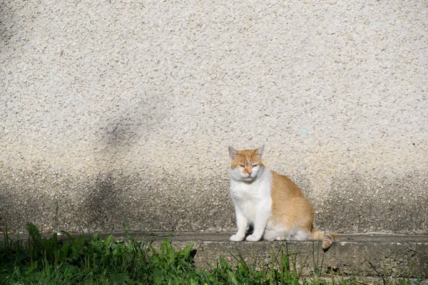 Mignon Chat Plein Air Dans Parc — Photo