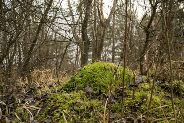 Moss Floresta Durante Inverno Eslováquia — Fotografia de Stock