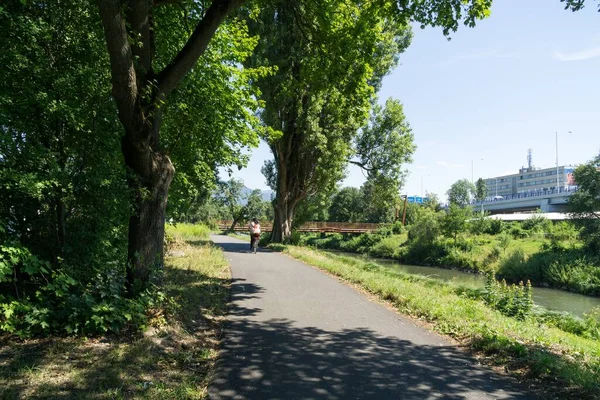 Ormandaki ağaçlar ve patikalar. Slovakya