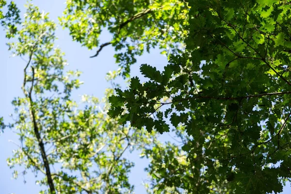 Дерева Стежки Лісі Словаччина — стокове фото