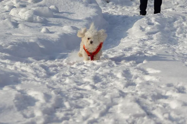 Witte Kleine Hond Spelen Winter — Stockfoto