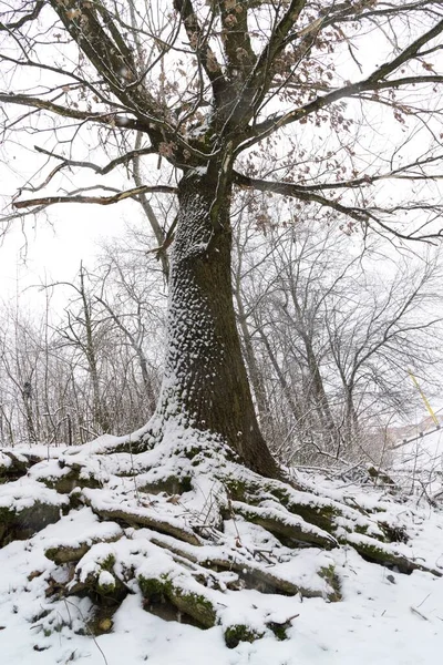 Naturaleza Cubierta Nieve Durante Invierno Países Bajos —  Fotos de Stock