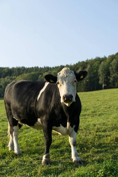 Krowa Farmie Czeski Repiblic — Zdjęcie stockowe