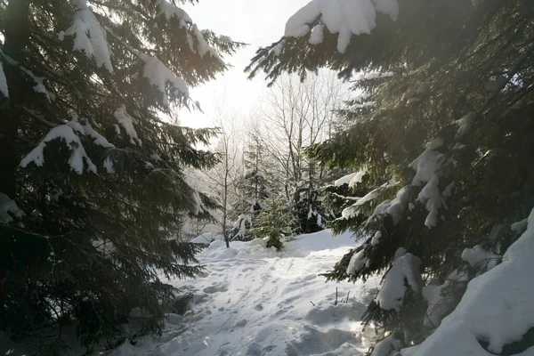 Naturaleza Cubierta Nieve Durante Invierno Países Bajos — Foto de Stock