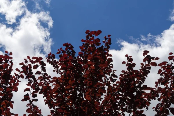 Красная Фасоль Цвету Небе Концепция Природы — стоковое фото