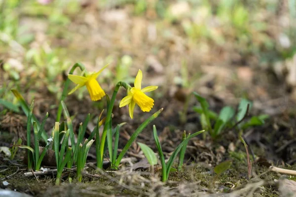 Blumen Feld Nahaufnahme — Stockfoto