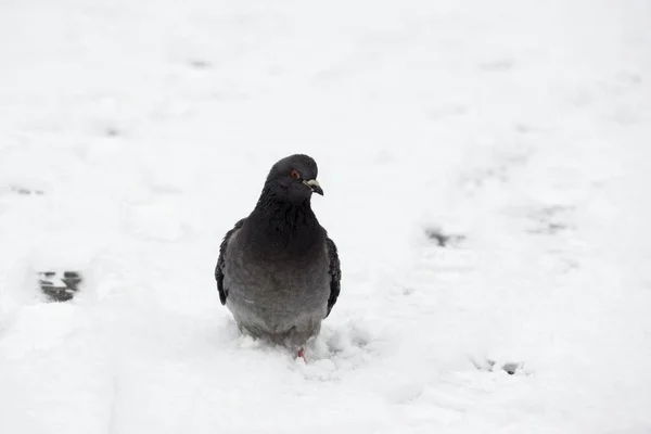 Pássaro Pombo Neve Eslováquia — Fotografia de Stock