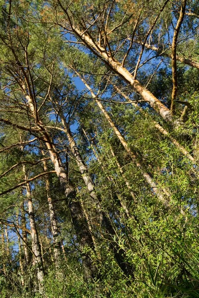 Árboles Otoño Bosque Eslovaquia — Foto de Stock