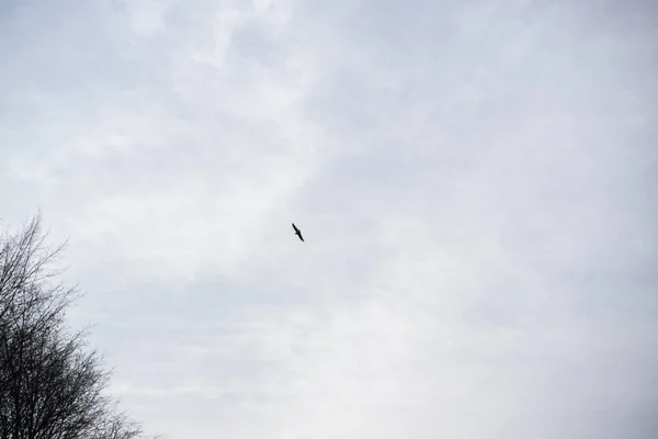 空の雲に鳥を飛ばして — ストック写真