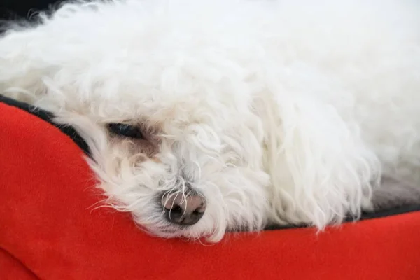 Retrato Perro Pequeño Blanco Durmiendo Guarida —  Fotos de Stock