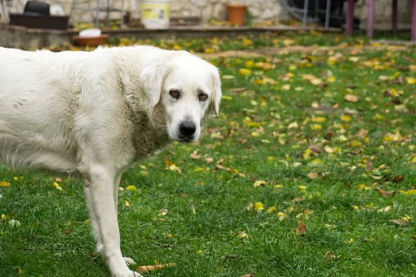 Aranyos Labrador Szabadban Parkban — Stock Fotó