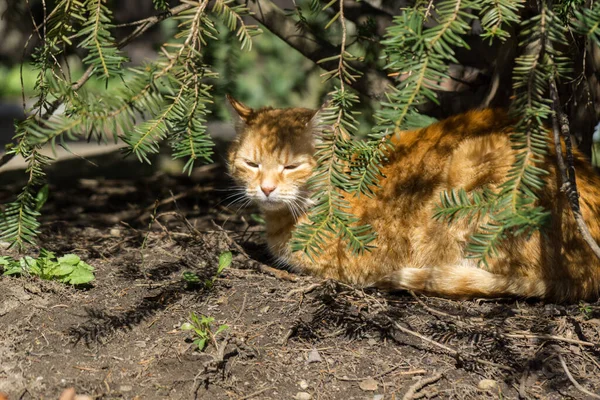 公园里的猫很可爱 — 图库照片